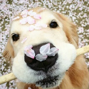 手机看片av免费永久不卡
